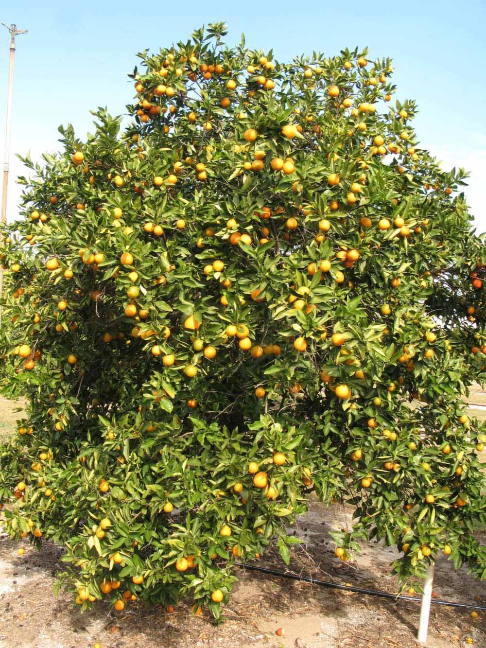              Habit (Winter Haven, FL)       